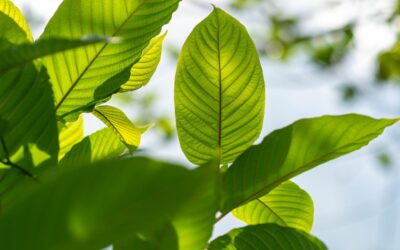Understanding Kratom: Legal Challenges and the Importance of Skilled Representation